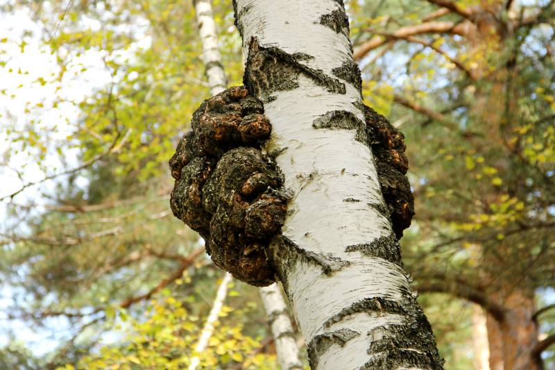 SIBA CHAGA  "König der Kräuter & Pflanzen"  